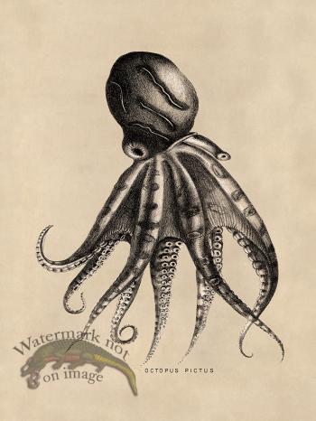 Octopus Tan 10